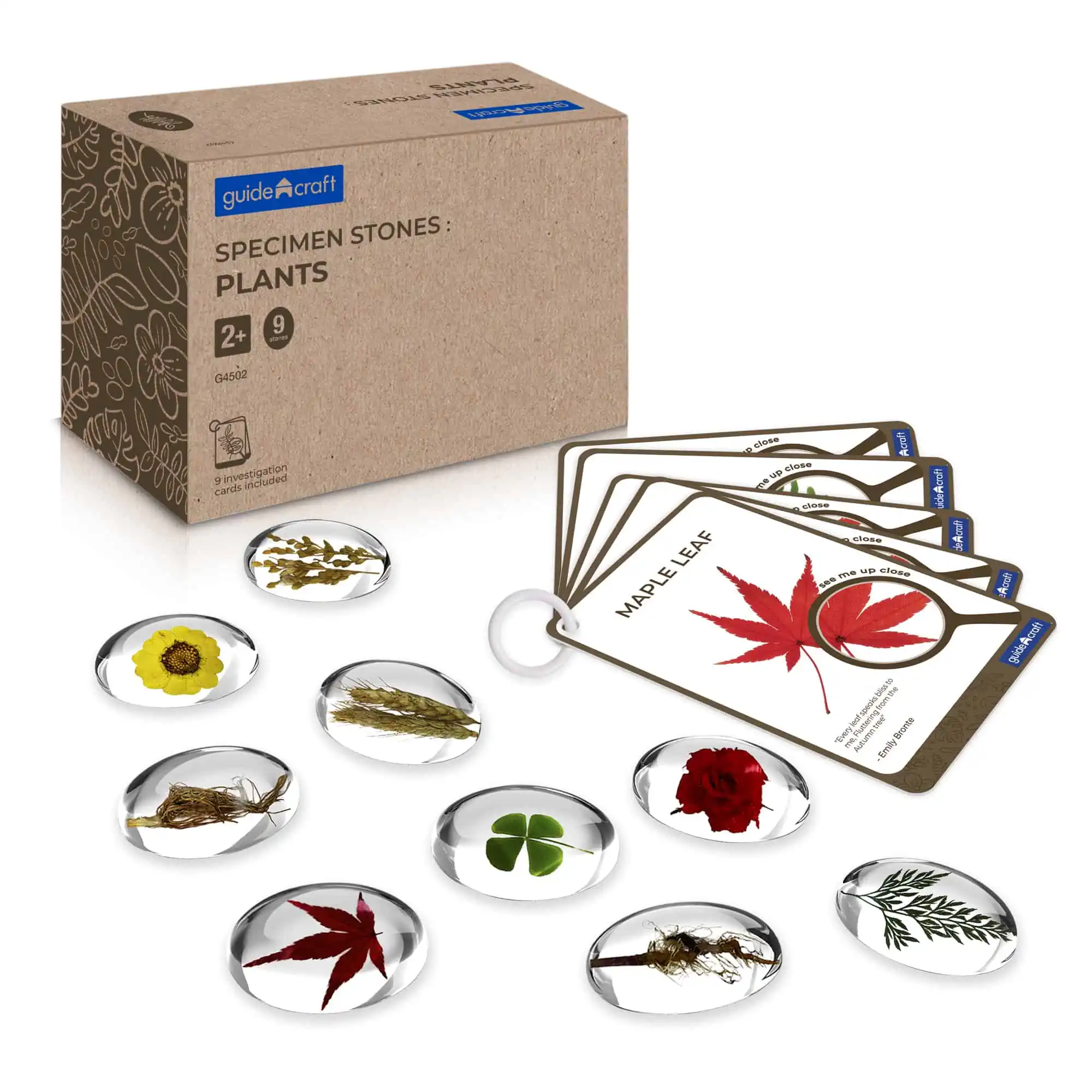 Guidecraft Specimen Stones - Plants (5) Guidecraft Specimen Stones - Plants