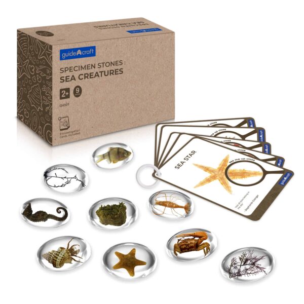 Guidecraft Specimen Stones - Sea Creatures