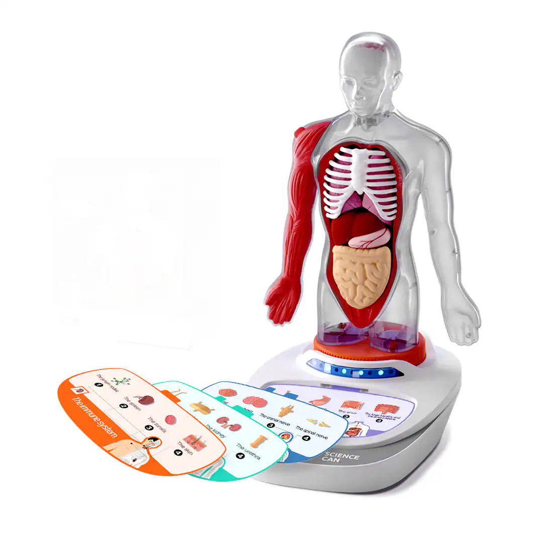 1600222022DE-Topbright My Body Voice Pedia – Interaktives Anatomiemodell für Kinder (5) 1600222022DE-Topbright My Body Voice Pedia – Interaktives Anatomiemodell für Kinder